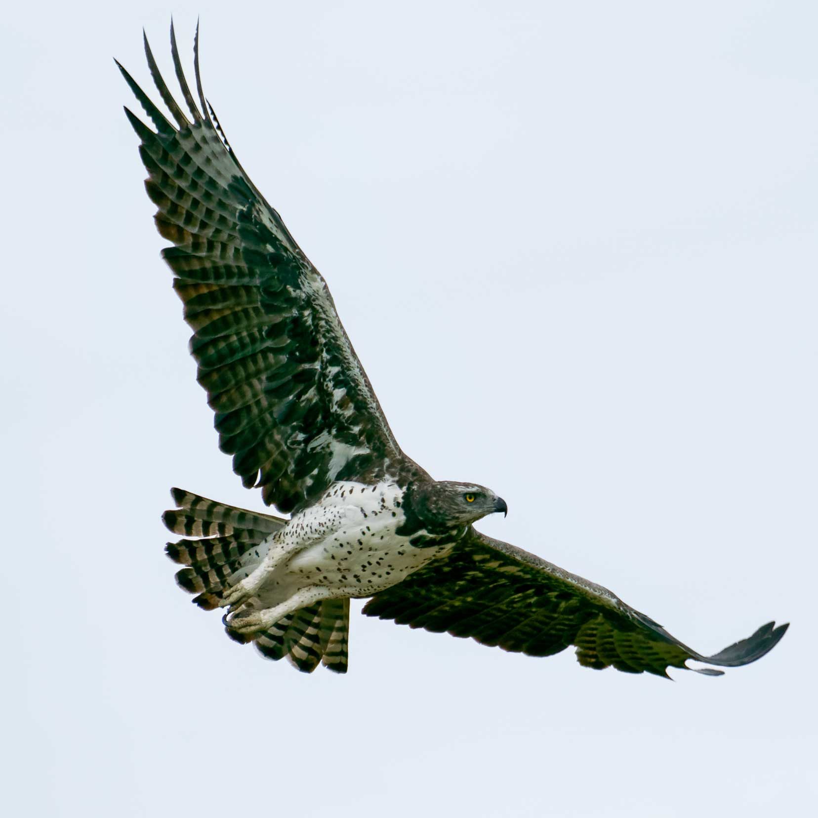 martial eagle in flight