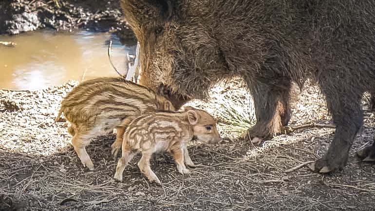 PArque-biologico-wildboar PArque-biologico-wildboar