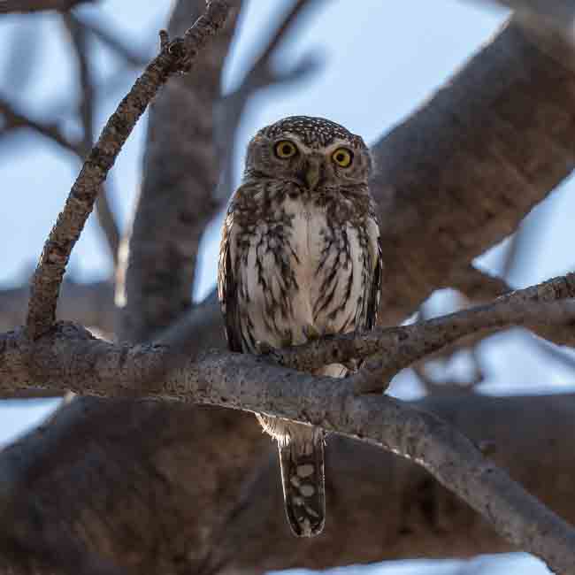 Pearl Spotted Owlet_Birds of Kruger National Park