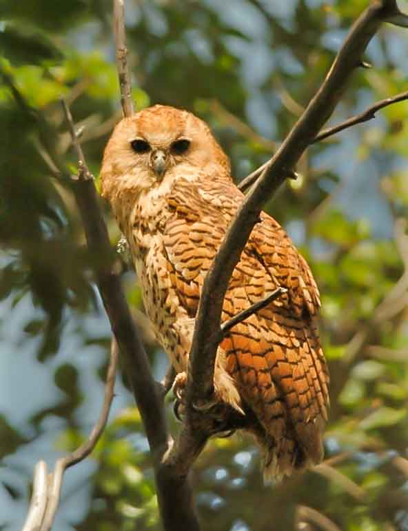 Birds in Kruger National Park - Pels fishing owl 