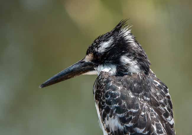 Pied Kingfisher_Birds in Kruger National Park