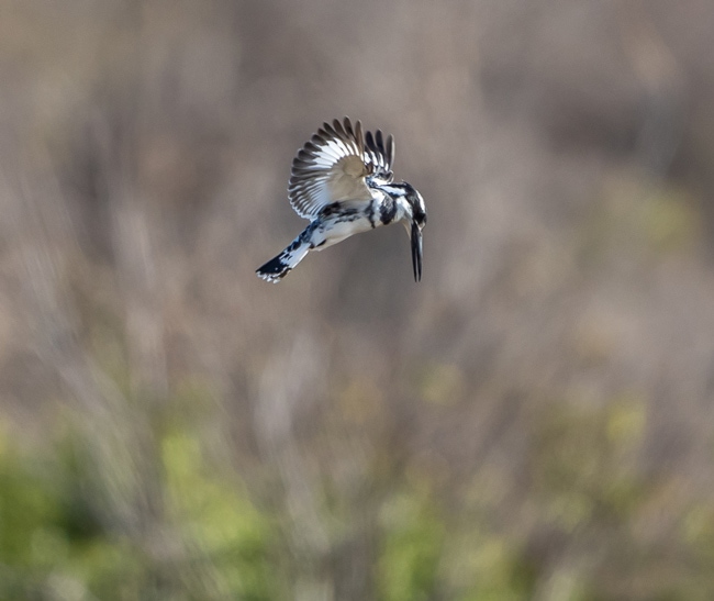 Pied-kingfisher-in-hover-mode_Birds in Kruger National Park