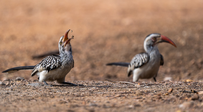 Red Billed Hornbill_Birds in Kruger National Park