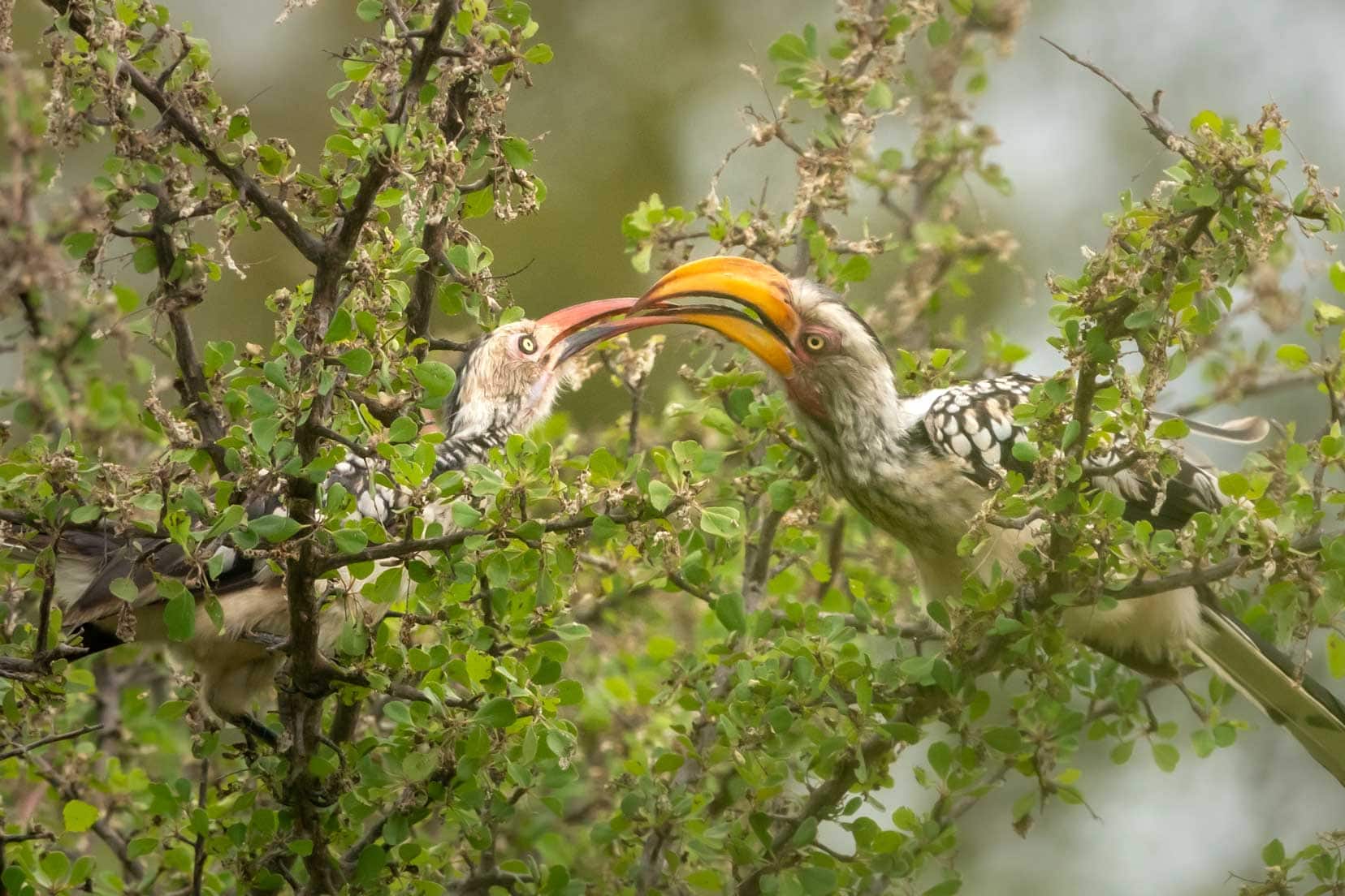 a red and yellow hornbill interact in a tree