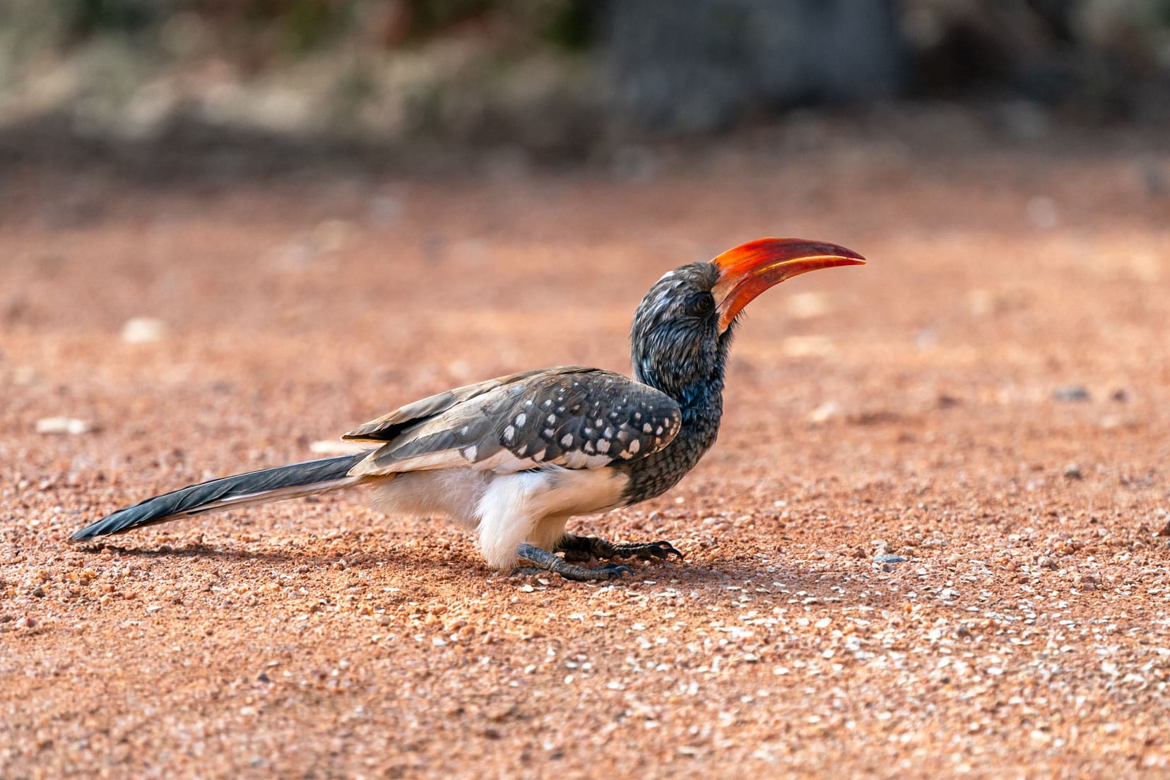 Red-billed-hornbill_birds-in-kruger-national-park