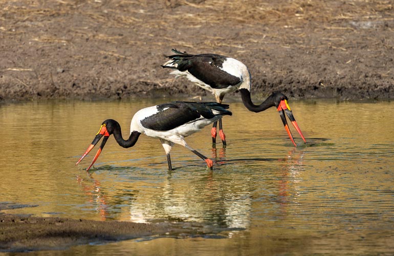 Black and white Saddle- billed stork with red black and yellow bill 