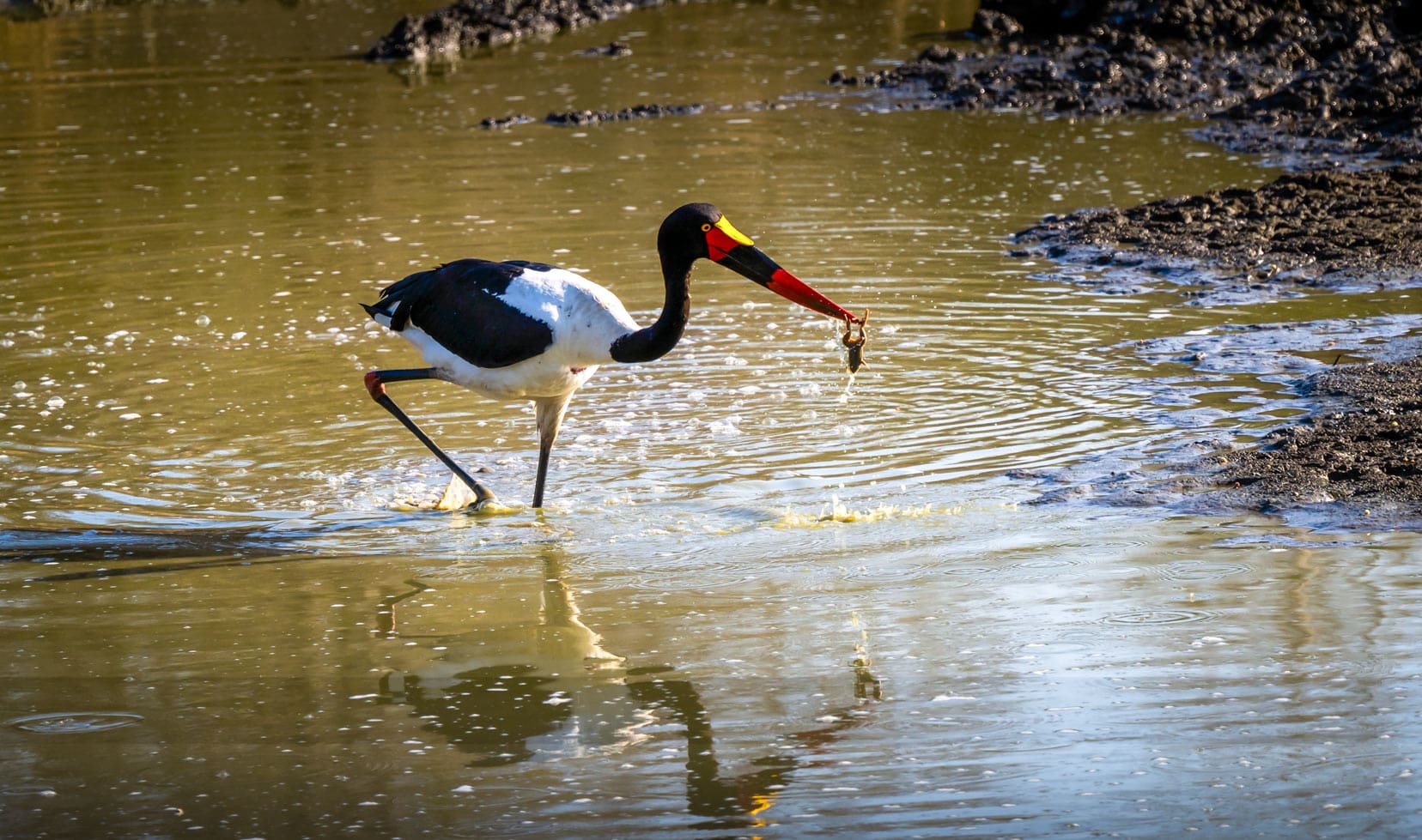 Saddlebill-stork-with-frog_birds-of-kruger-national-park