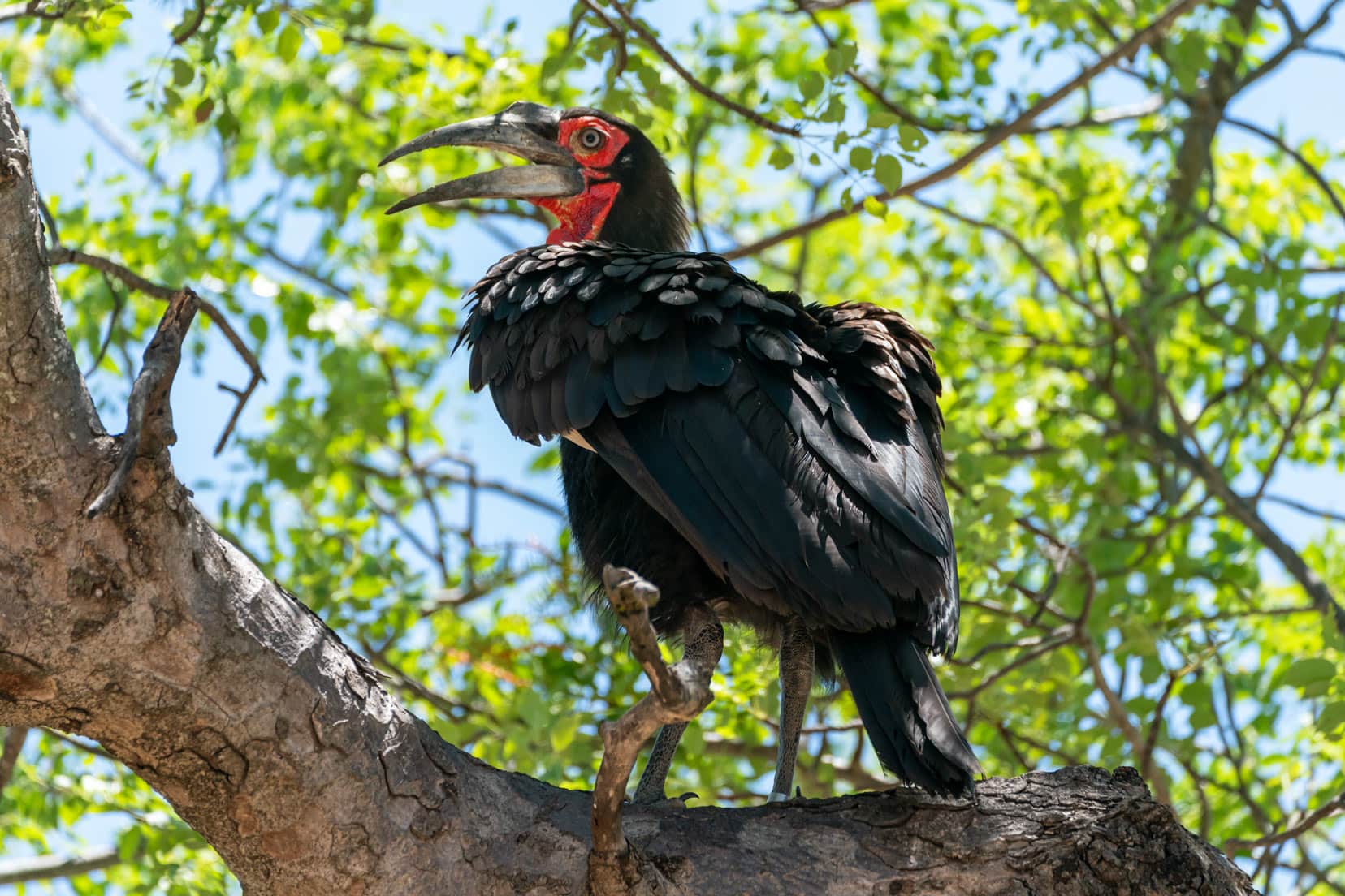 Southern-ground-hornbill-birds-of-kruger-national-park
