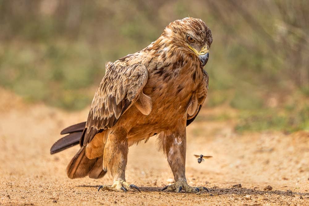 Tawny eagle looking at a flying insect close to the ground
