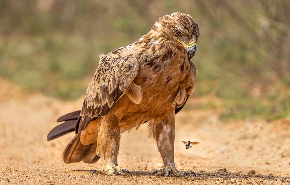 Birds in Kruger National Park - Winged Wonders - Lifejourney4two