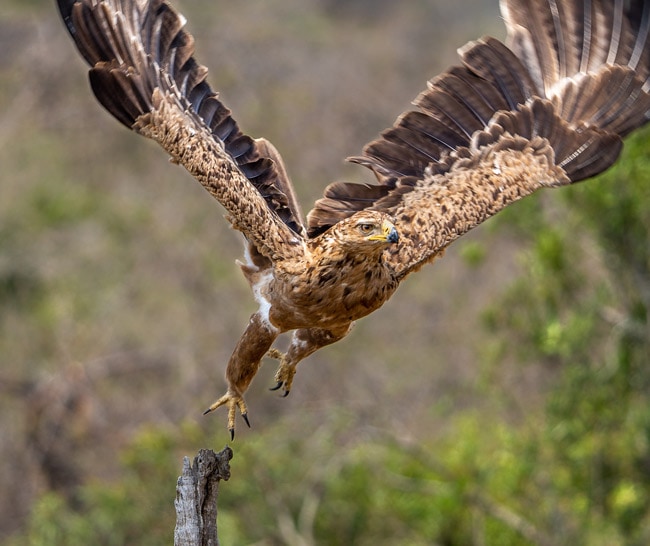 Tawny-Eagle-taking-to-flight_Birds of National Park