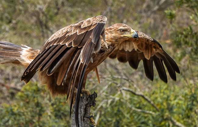 Tawny Eagle wings half out_Birds of Kruger National Park