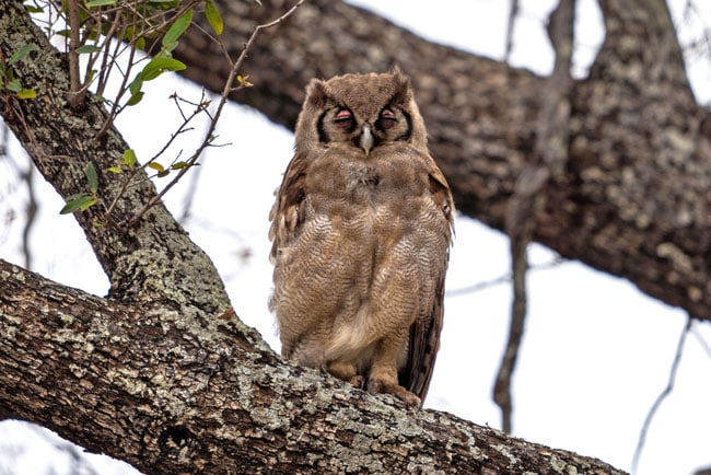 Verreauxs-eagle-owl_Birds-of-Kruger-National-Park