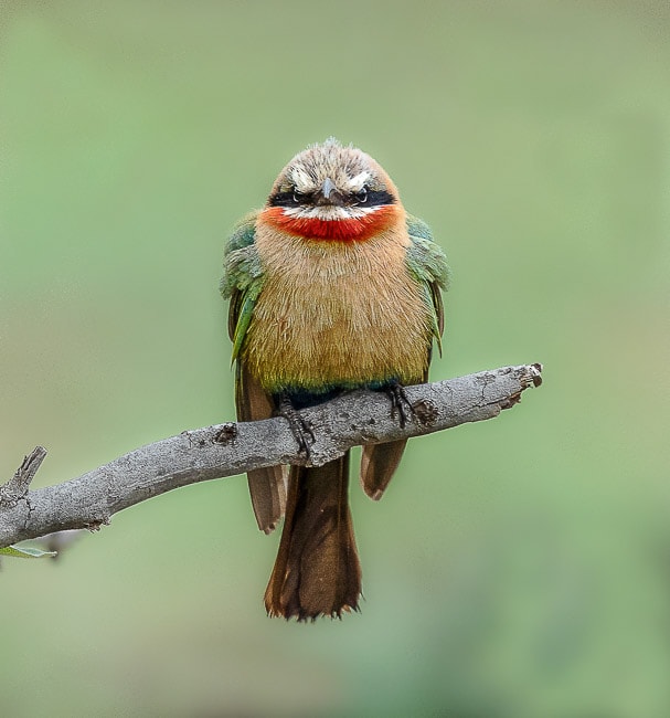 White Fronted Bee Eateer looking straight at camera_Birds in Kruger National Park