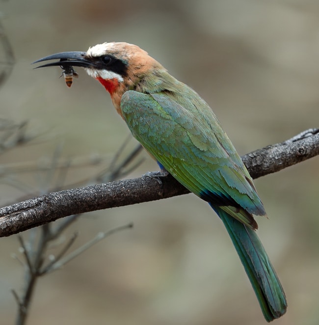 White-Fronted-Bee-Eater-with-bee-in-beak_Birds in Kruger National Park