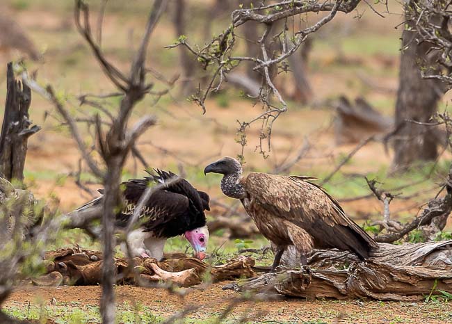 White-Headed Vulture on left with White Backed Vulture_Birds in Kruger National Park