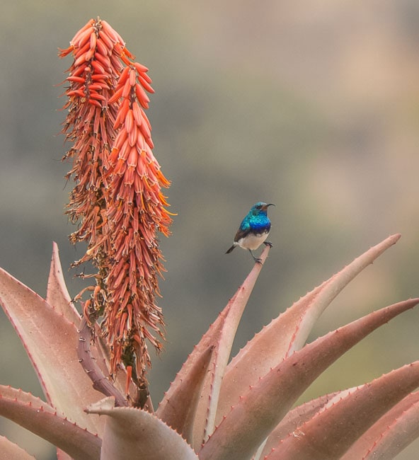 White bellied sunbird_ Birds in Kruger National Park