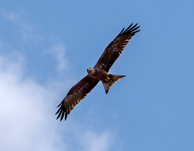 Yellow-Billed-Kite_Birds in Kruger National Park