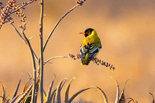 Yellow Weaver on an aloe branch