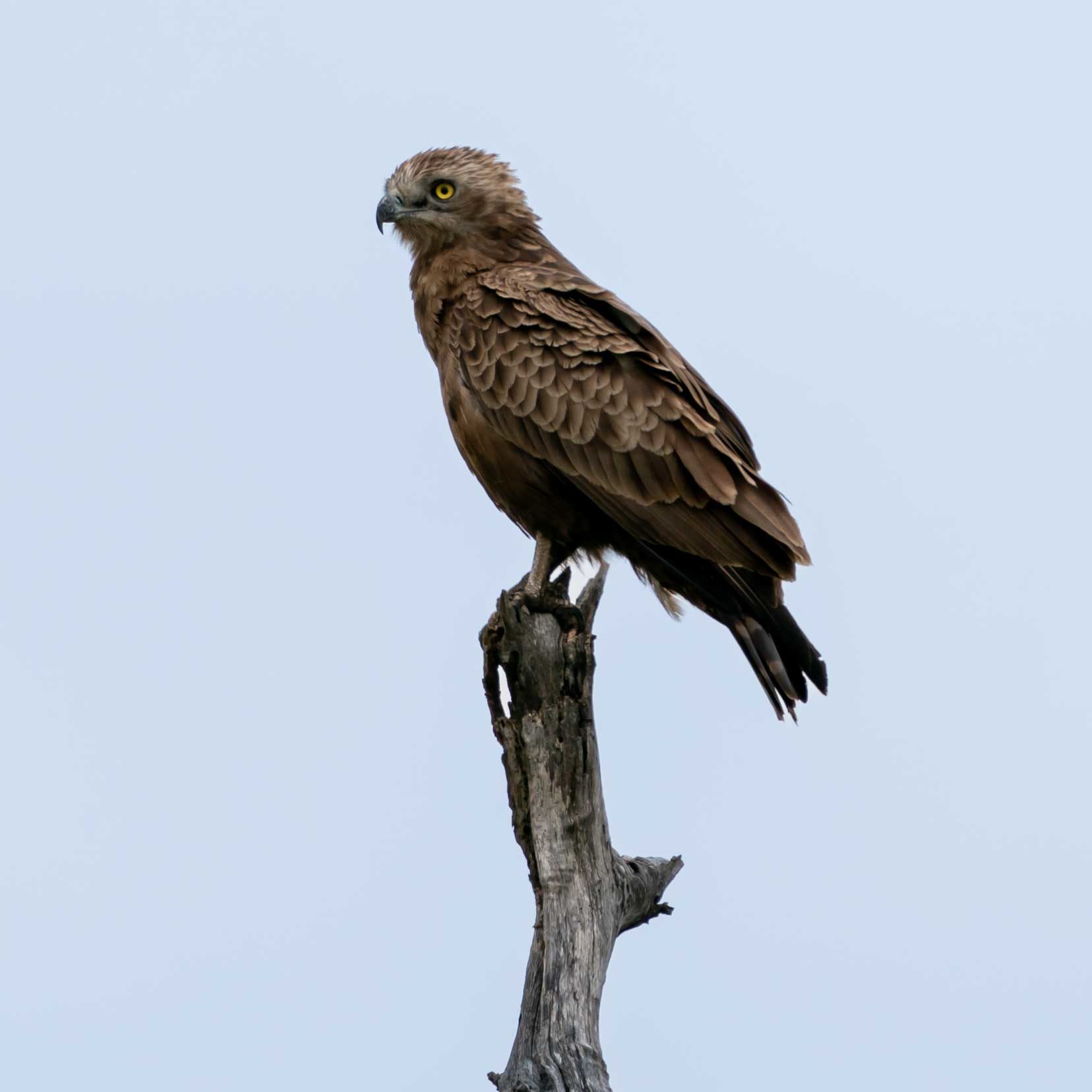 brown-snake-eagle-on-branch