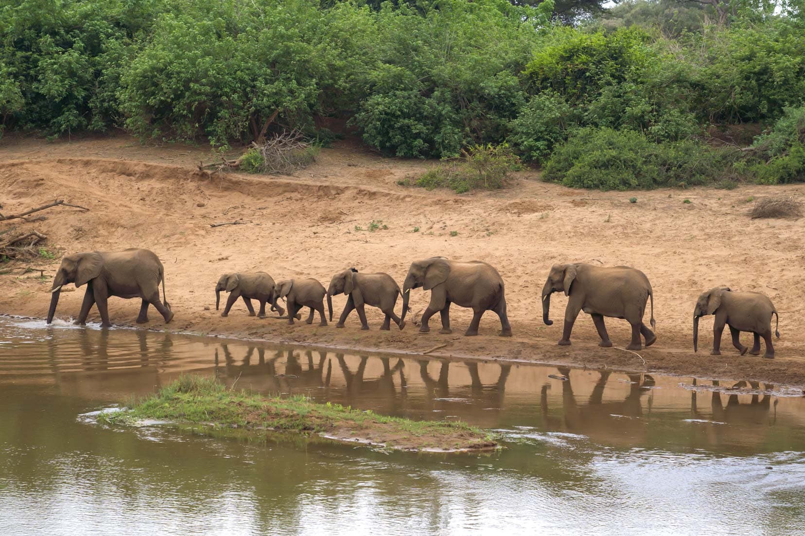 Elephants crossing the Luvuvhu River by the Pafuri Picnic Site