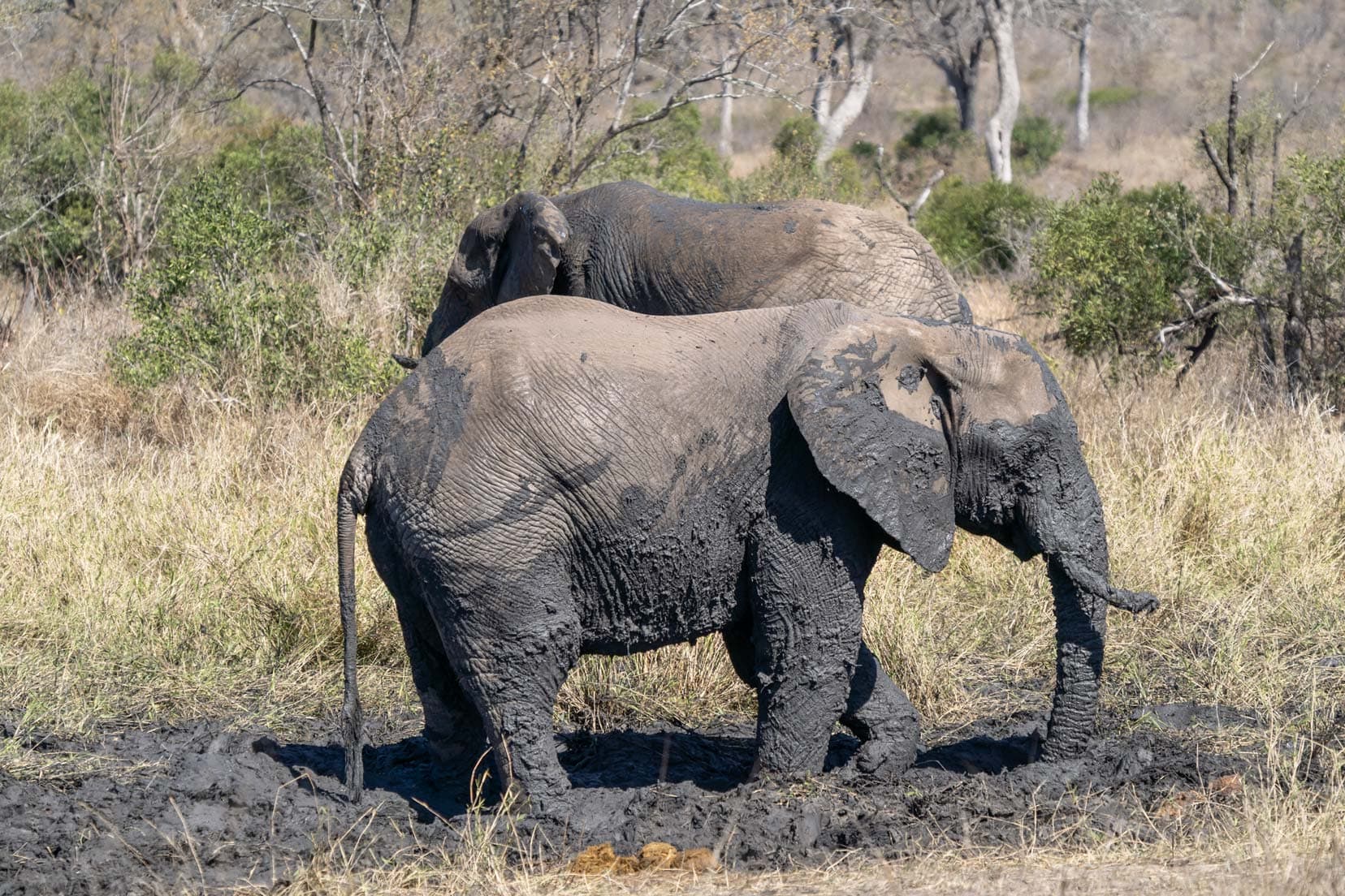 Two elephants with mud all over their bottom halves from a mud pool.