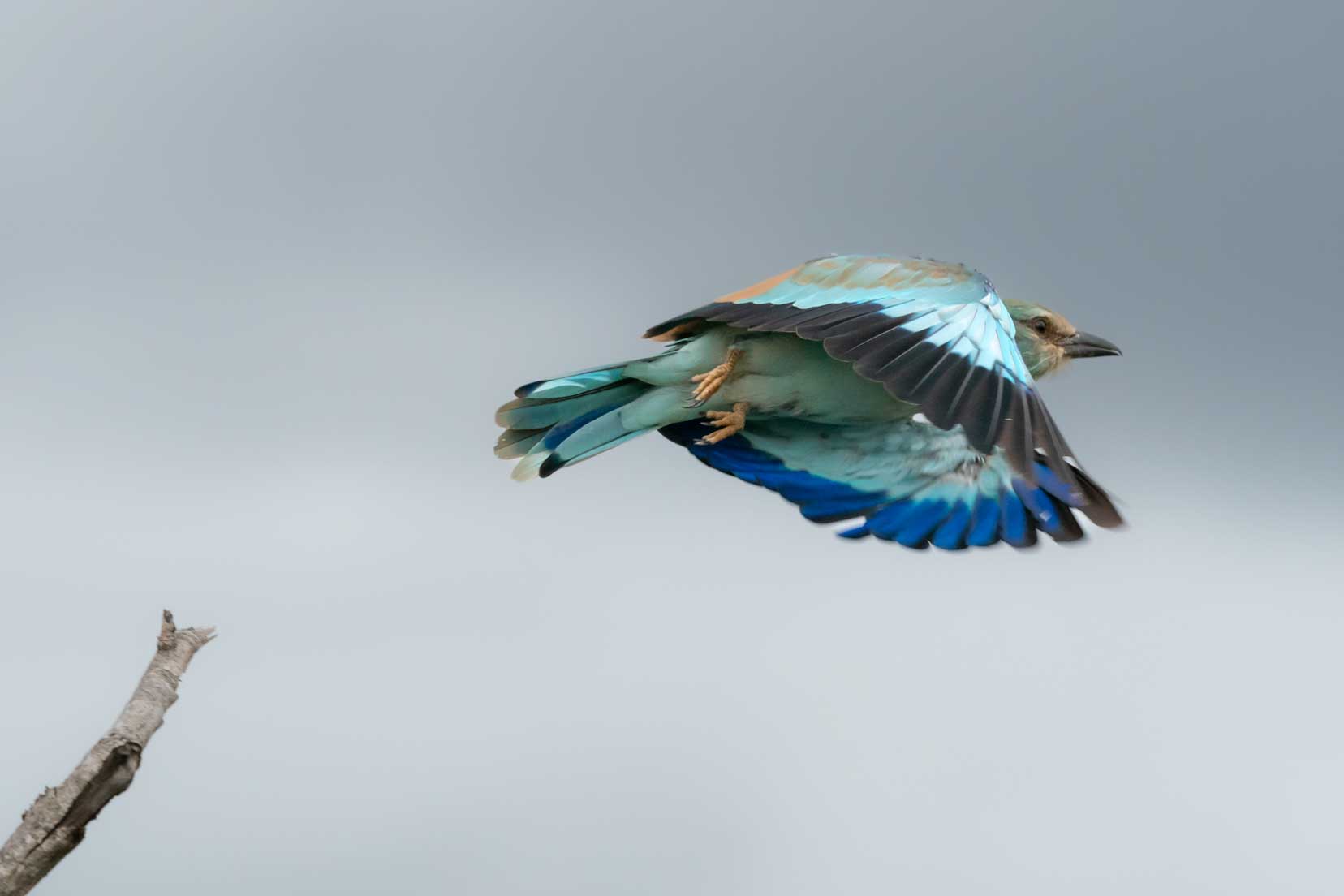 European roller in flight