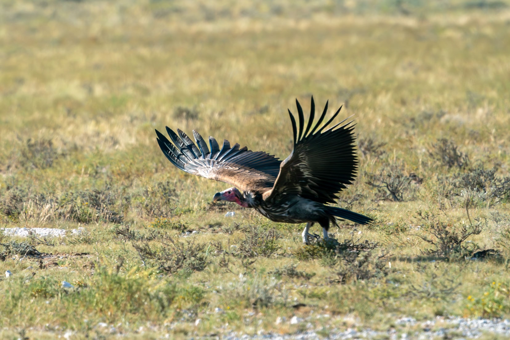 lappet-face-vulture_birds-of-kruger-national-park