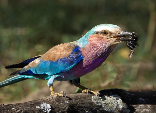 lilac roller with bug in its beak-Birds in Kruger National Park