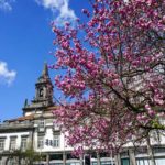 porto-cherry-blossom