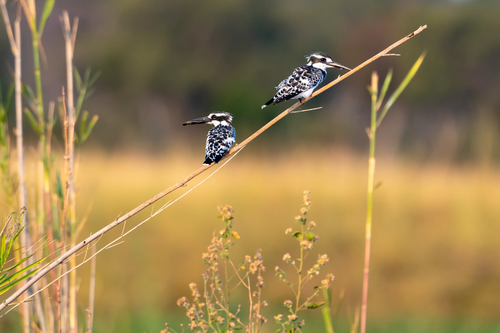 two-Pied-kingfishers-on-reeds