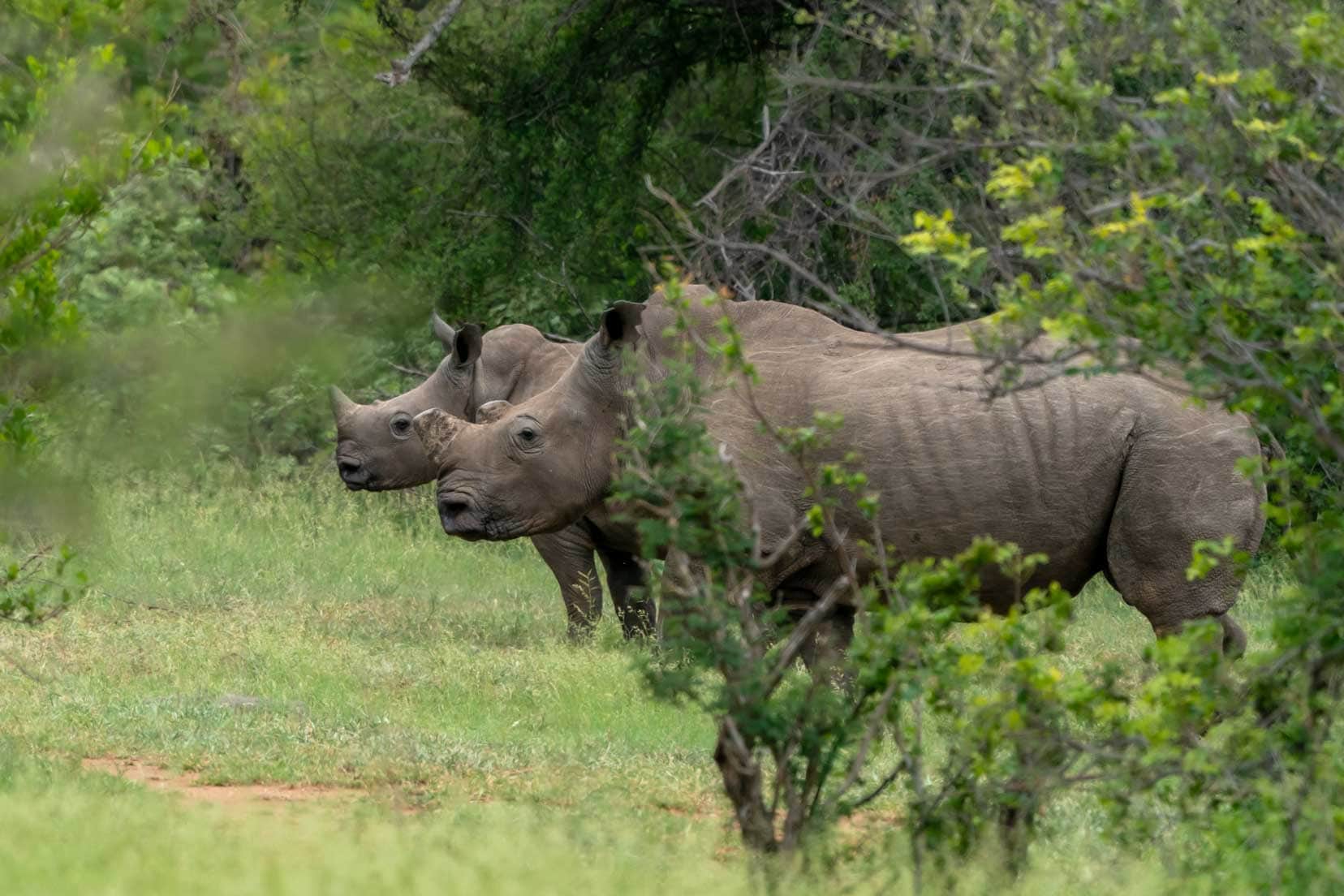 Mother and calf white rhino