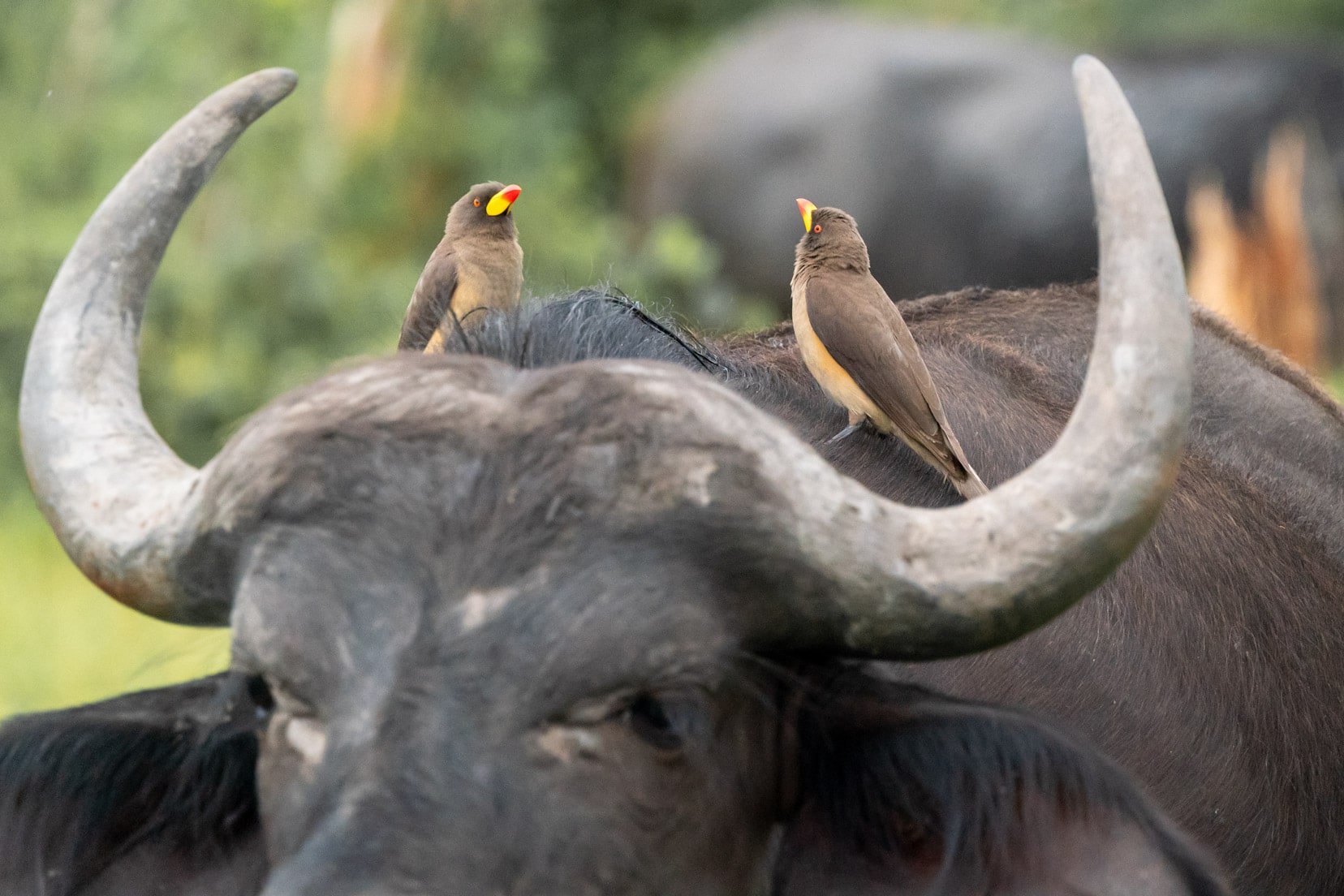yellow-billed-oxpeckers-on-buffalo_kruger-national-park-birds