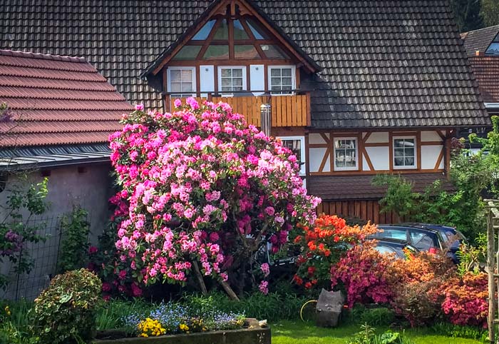 Flowers-in-Sasbachwalden