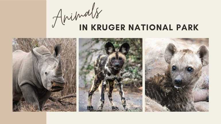 Animals of Kruger header