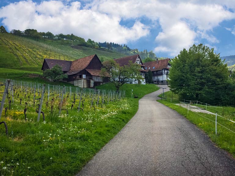 small path leading towards half timbered houses with vineyards either side in Sasbachwalden Germany