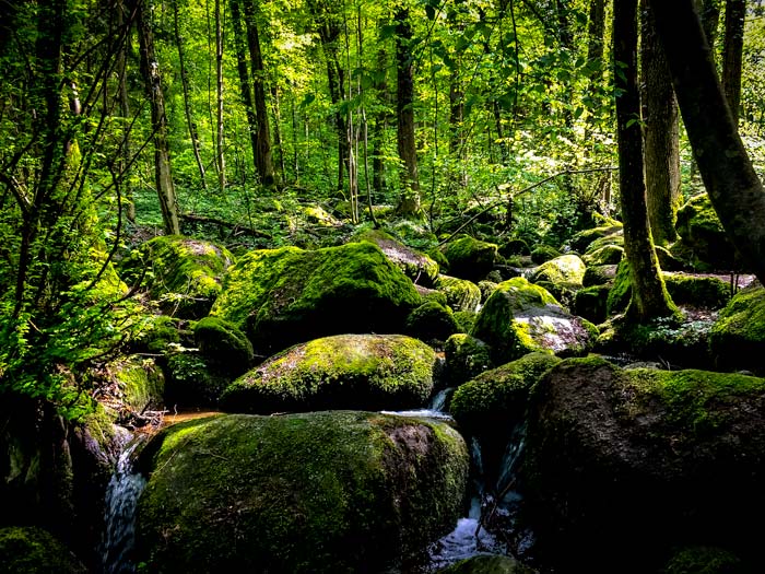 Gaisholl waterfall gorge - green mossy rocks and pine trees