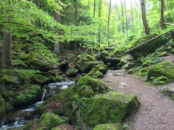 Sasbchwalden forest with stream and mossy rocks in pine forest