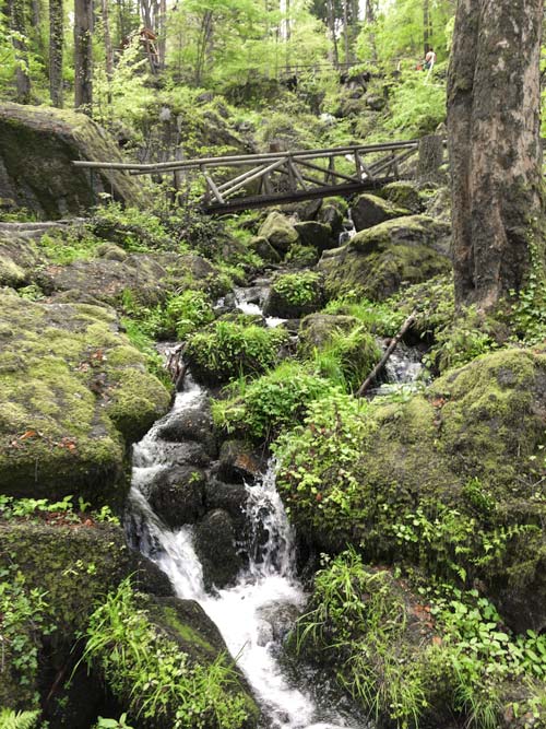 bridge across a stream in a pine forest at Gaisholls waterfall