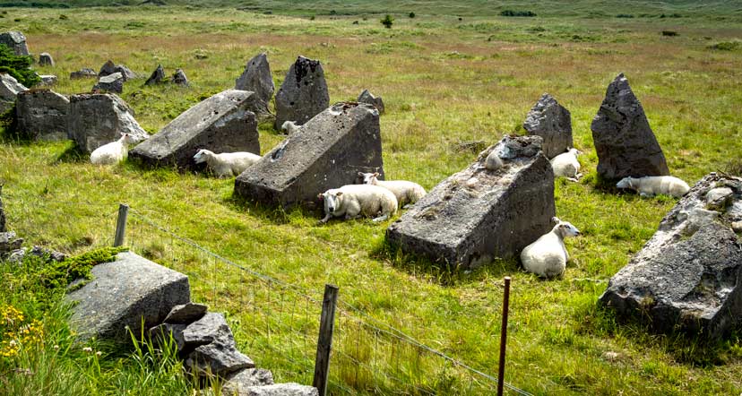 sheep sitting in the shade made by concrete blocks that are the remnants of 'Hitlers Teeth'