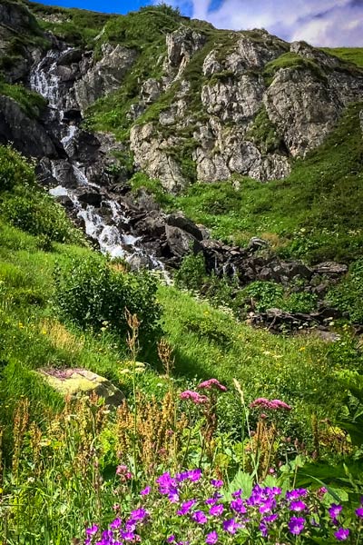 Alpine wildflowers and a waterfall 