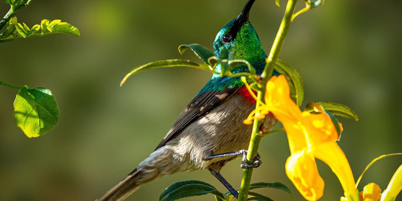 Beautiful Bird Photos, Prince Albert, South Africa