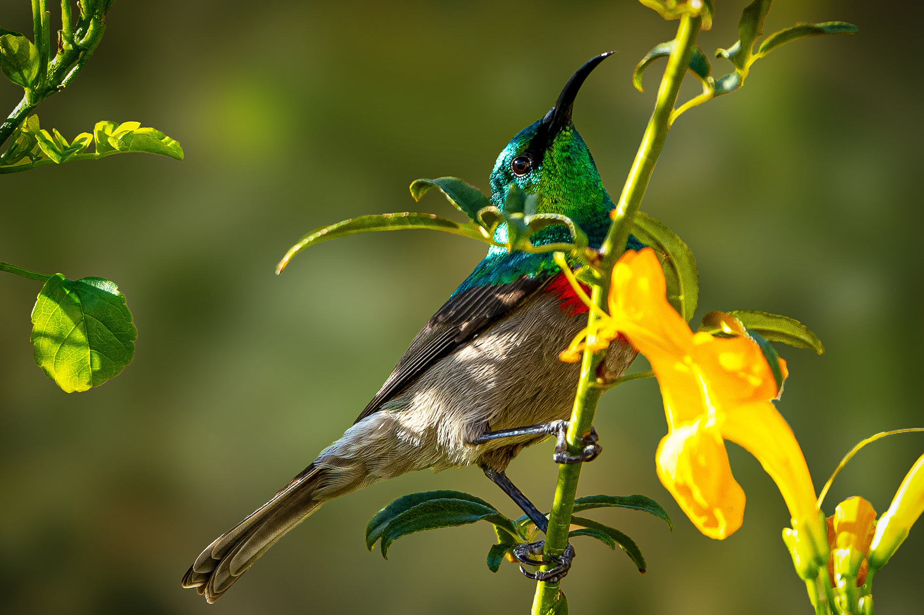 Beautiful Bird Photos,Prince Albert South Africa