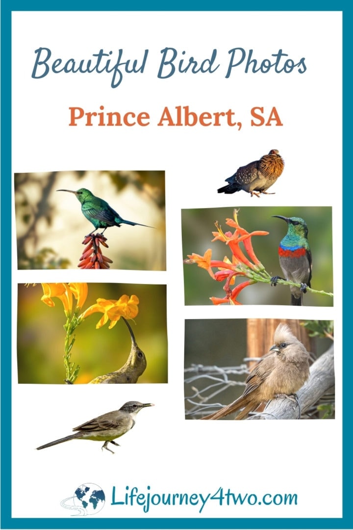 Bird photography prince albert pinterest pin