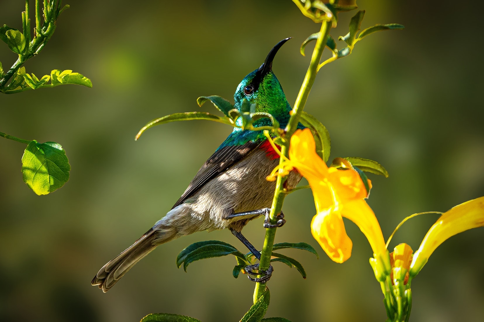SOuthern Double Collared Sunbird on yellow flowers 