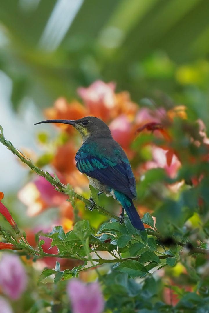 Malachite Sunbird at rest