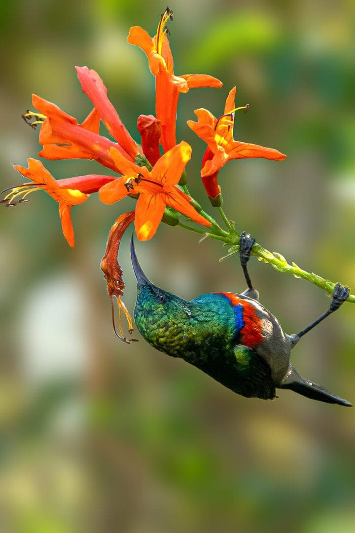 Southern Double Collared Sunbird feasting on the Cape Honeysuckle. Green blue head and back with a red and blue collar like stripe on its lower chest