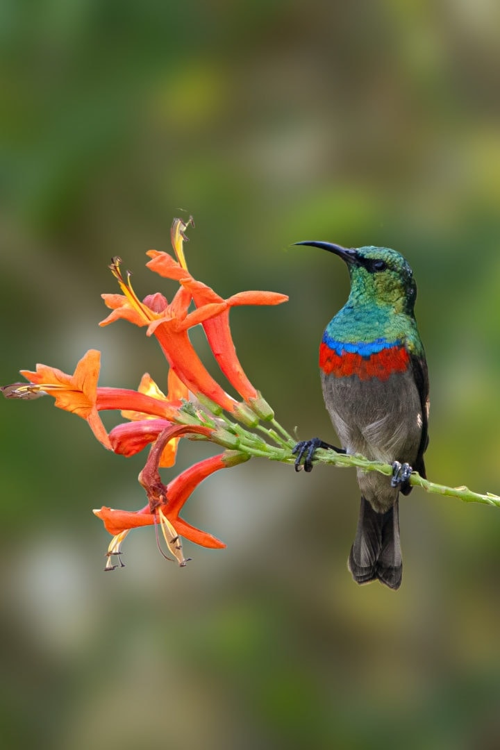 A watchful Southern Double Collared Sunbird 