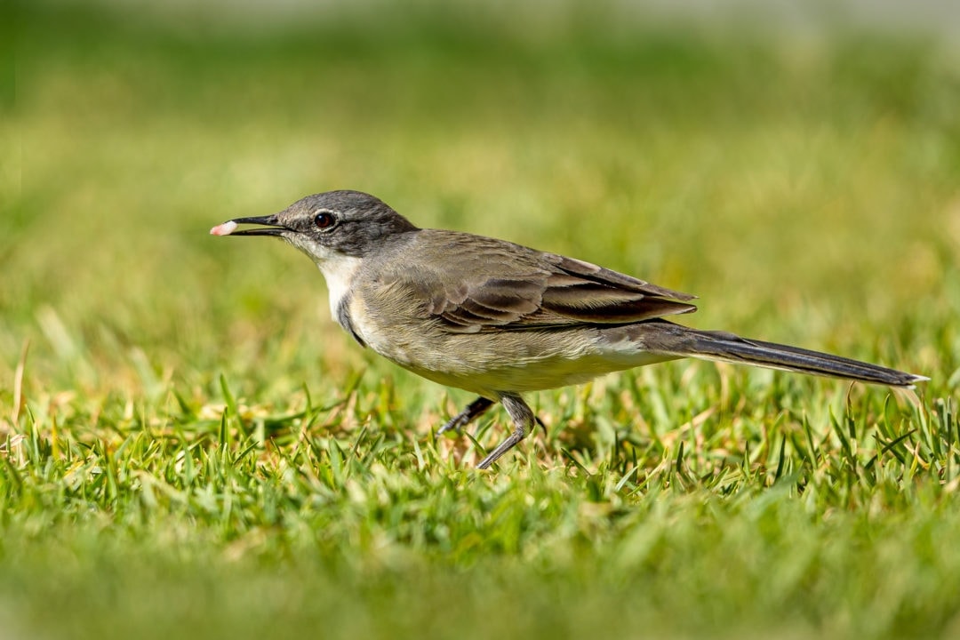 A busy Karoo Chat on the move  - a small brown non descript bird with a seed in its mouth