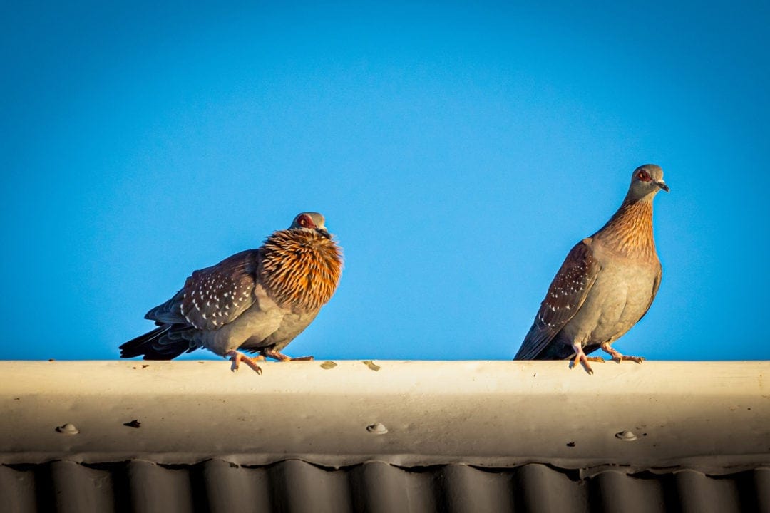 Two roof dwelling Speckled Pigeons 
